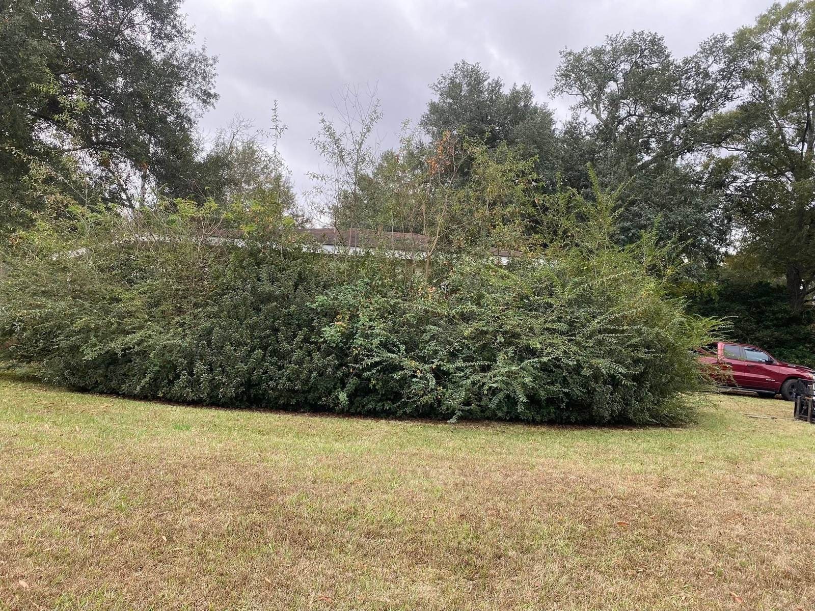 Row of overgrown shrubs and hedges taking over a Northshore yard, ready for SOTE to clear
