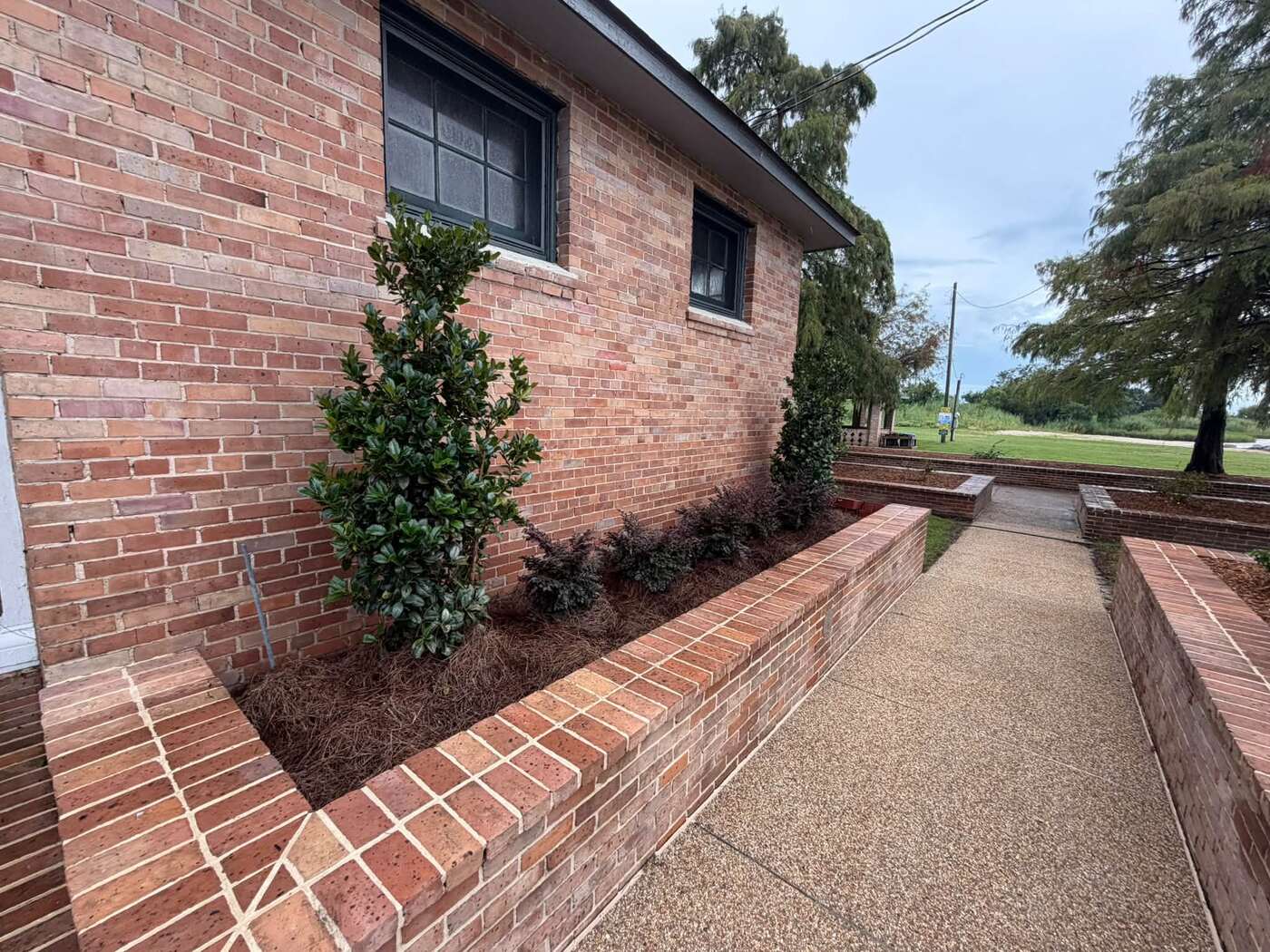 Newly planted hollies and low shrubs in a pine straw bed inside a brick planter beside a building